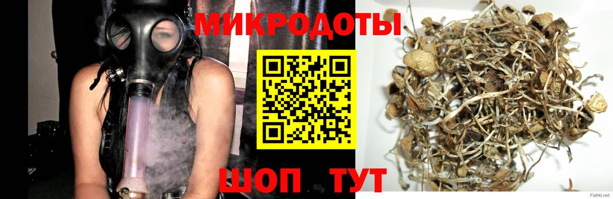 Галлюциногенные грибы Psilocybe Новороссийск